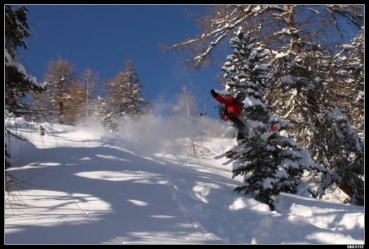 weer een boom minder