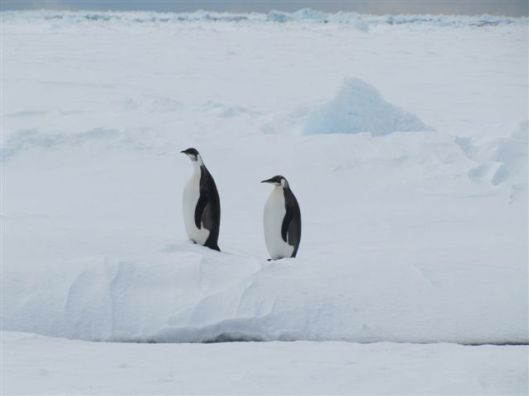 en nog eentje voor Marijke