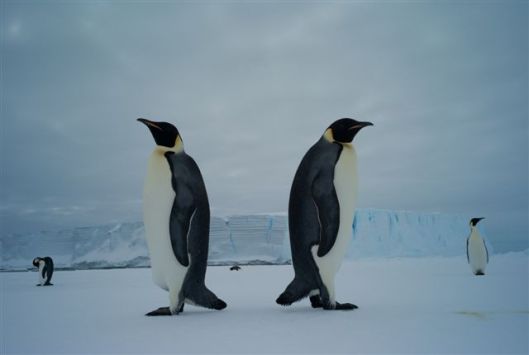 Keizerspinguïns in Crown Bay