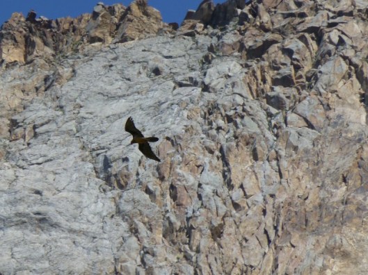 The golden eagle ©Nicolas